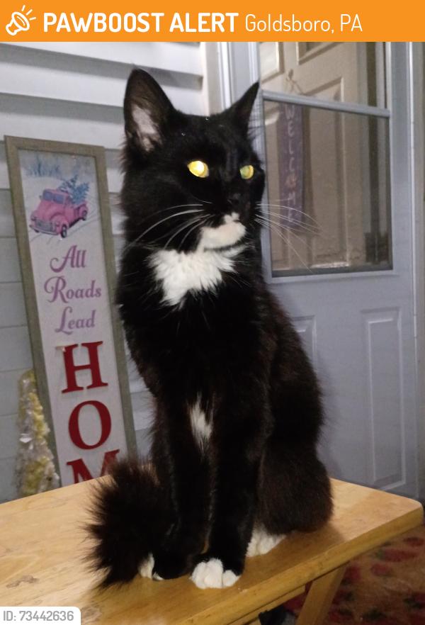 Found/Stray Male Cat last seen Over the Hill from Newberry Fire Department, Goldsboro, PA 17319