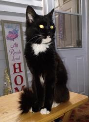 Found/Stray Male Cat last seen Over the Hill from Newberry Fire Department, Goldsboro, PA 17319