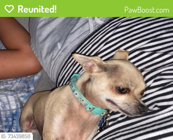 Reunited Female Dog last seen Bailey Dr, Newnan, GA 30263
