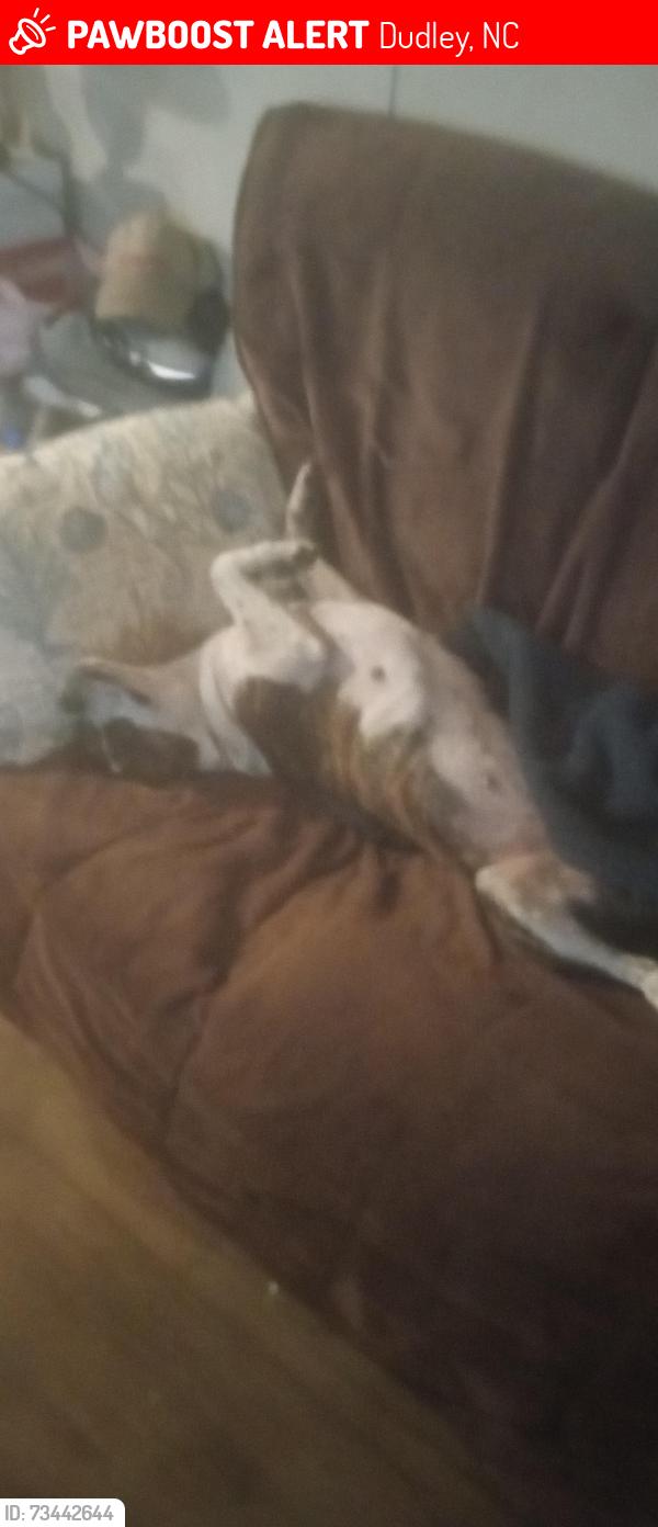 Lost Female Dog last seen Arrington mart, Dudley, NC 28333