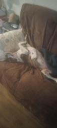 Lost Female Dog last seen Arrington mart, Dudley, NC 28333