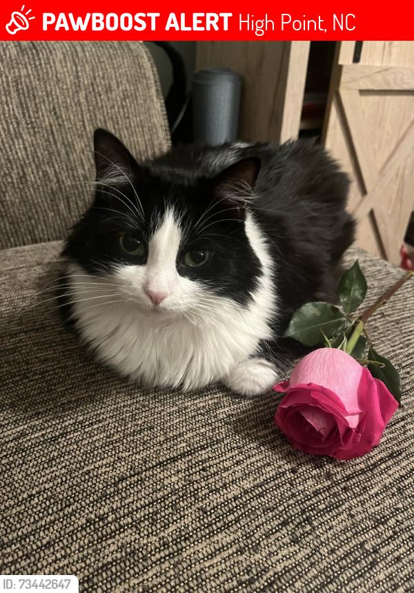 Lost Female Cat last seen Highpoint, High Point, NC 27262