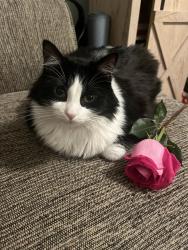 Lost Female Cat last seen Highpoint, High Point, NC 27262