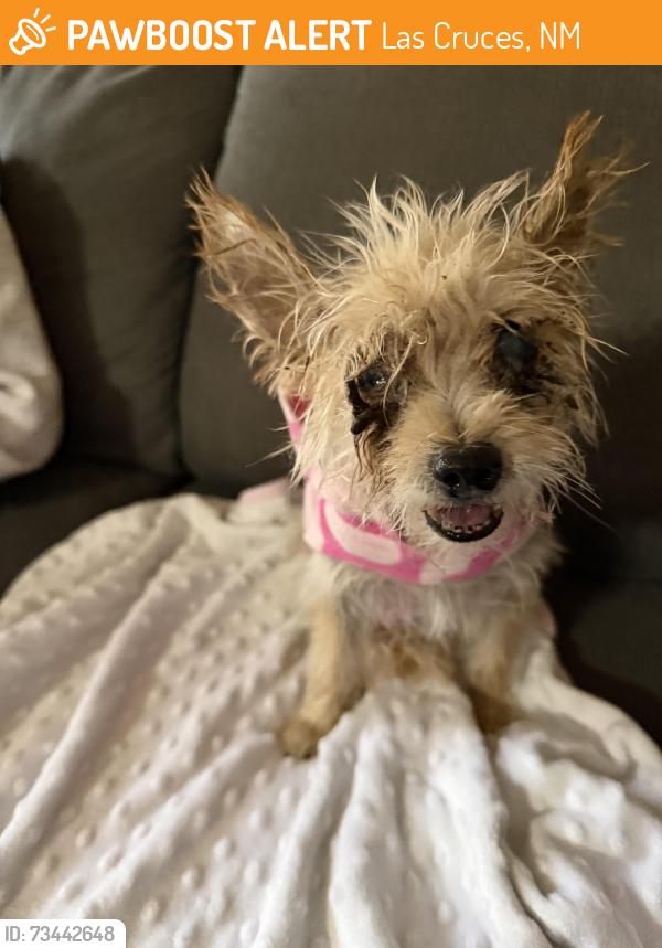 Found/Stray Female Dog last seen Elks and Hermosillo dr, Las Cruces, NM 88005