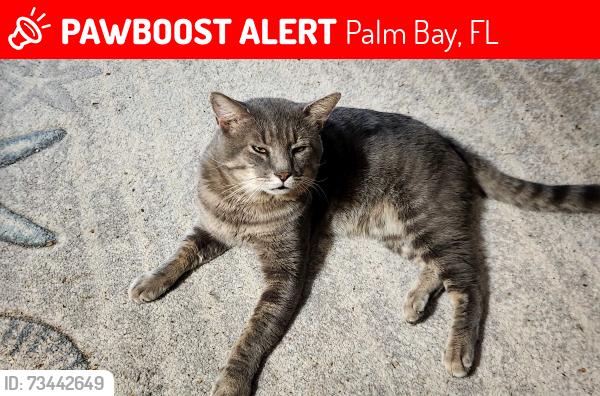 Lost Male Cat last seen Tropicana, Palm Bay, FL 32905