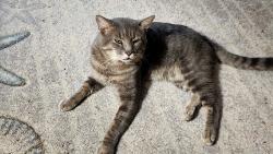 Lost Male Cat last seen Tropicana, Palm Bay, FL 32905