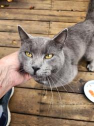 Found/Stray Male Cat last seen Lakeland Drive, Paupack twp, PA, Paupack Township, PA 18436