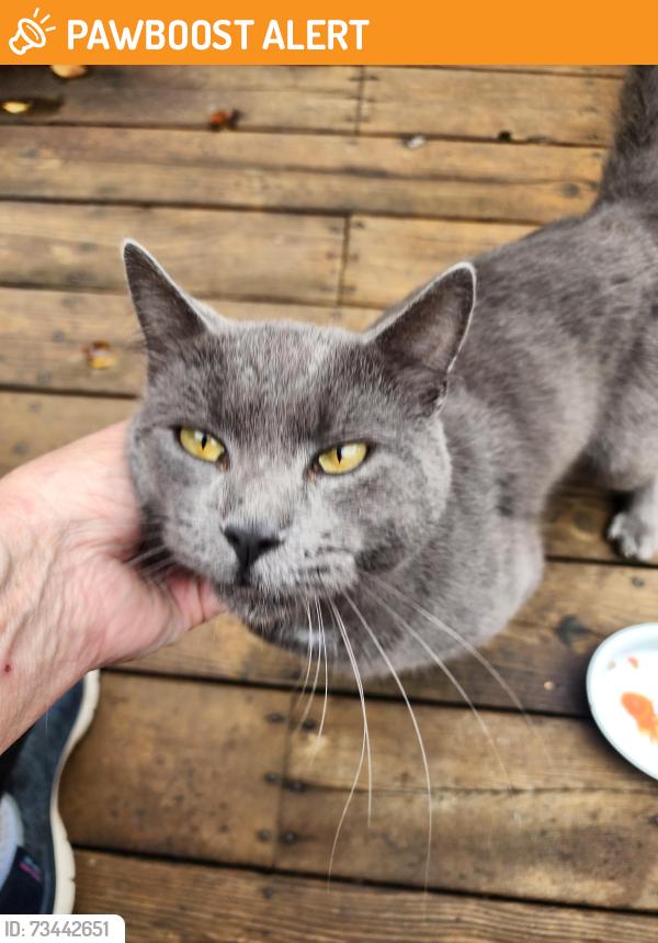 Found/Stray Male Cat last seen Lakeland Drive, Paupack twp, PA, Paupack Township, PA 18436