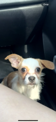 Lost Male Dog last seen Arlington, Arlington, TX 76012