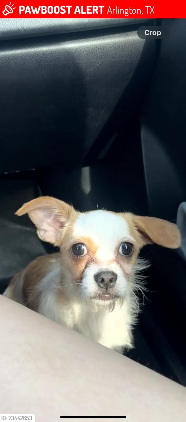 Lost Male Dog last seen Arlington, Arlington, TX 76012