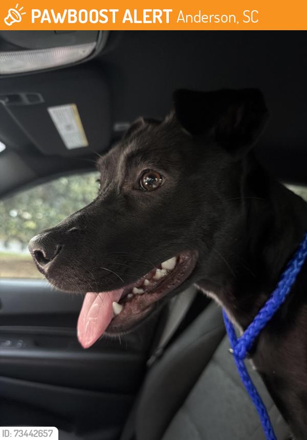 Found/Stray Female Dog last seen Whitehall rd near Ace Hardware, Anderson, SC 29625