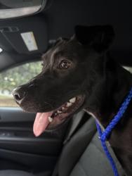 Found/Stray Female Dog last seen Whitehall rd near Ace Hardware, Anderson, SC 29625