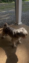 Lost Male Dog last seen Near Martindale Rd, Winston-Salem, NC 27107