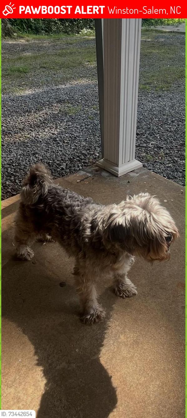 Lost Male Dog last seen Near Martindale Rd, Winston-Salem, NC 27107