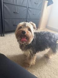 Found/Stray Male Dog last seen Burlington shopping plaza, Kissimmee, FL 34747