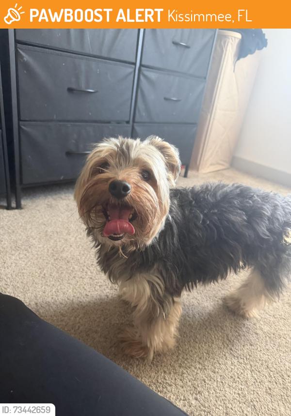 Found/Stray Male Dog last seen Burlington shopping plaza, Kissimmee, FL 34747