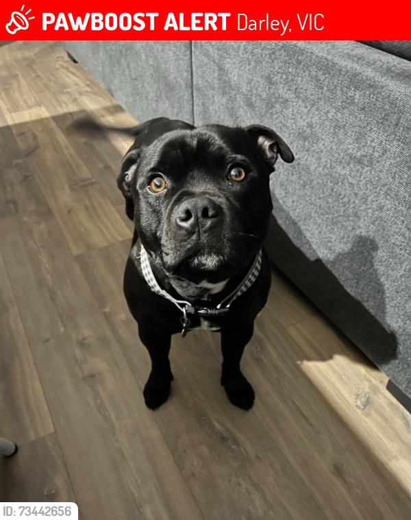 Lost Male Dog last seen Near swans road Darley, Darley, VIC 3340
