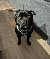 Lost Male Dog last seen Near swans road Darley, Darley, VIC 3340