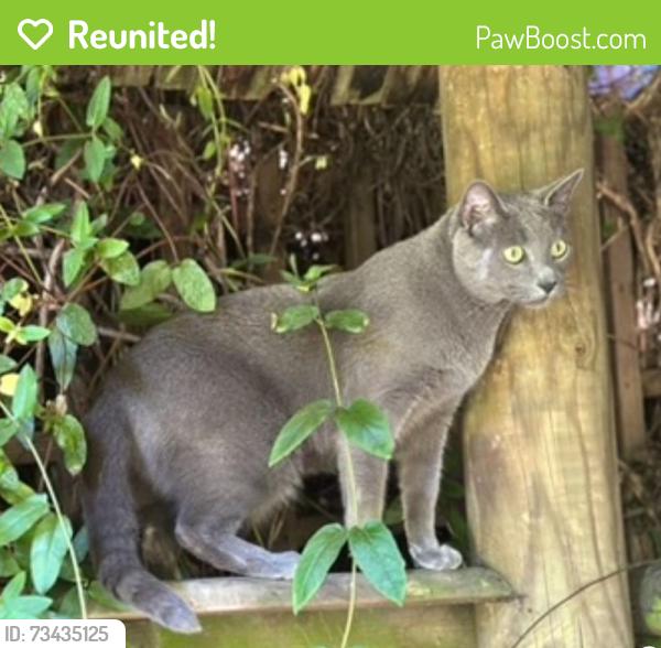 Reunited Male Cat last seen Hornsey lane gardens, Greater London, England N6 5NX