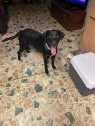 Reunited Male Dog last seen First Colonial/Virginia beach blvd, Virginia Beach, VA 23454