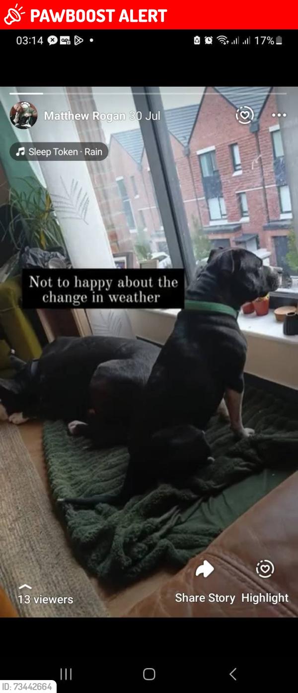 Lost Male Dog last seen Ulidia hse, Belfast, Northern Ireland BT12 5JN