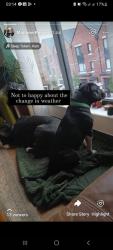 Lost Male Dog last seen Ulidia hse, Belfast, Northern Ireland BT12 5JN