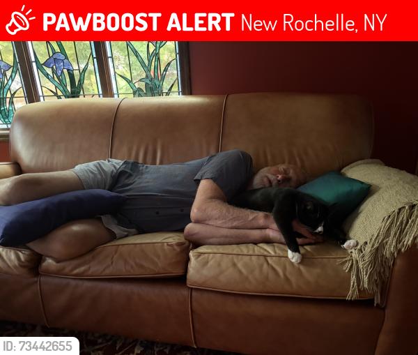 Lost Female Cat last seen Davenport and coventry, New Rochelle, NY 10805