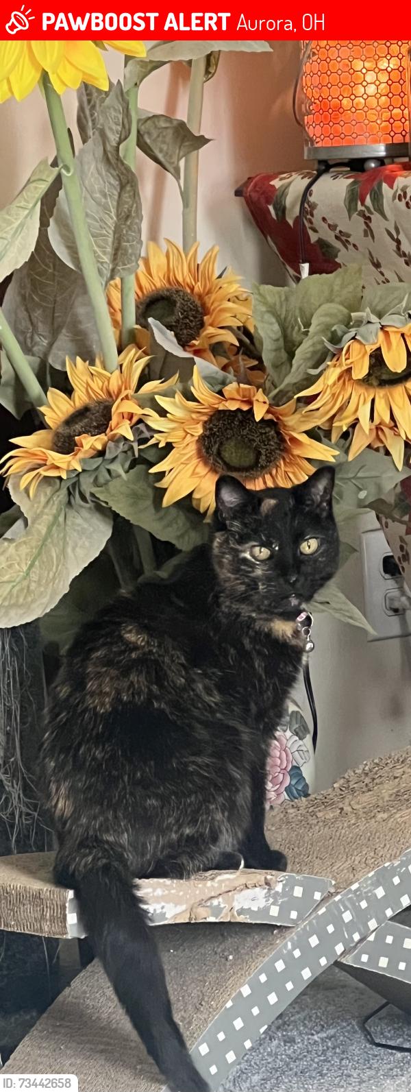 Lost Female Cat last seen Windjammer cove, Aurora, OH 44202