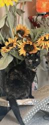Lost Female Cat last seen Windjammer cove, Aurora, OH 44202