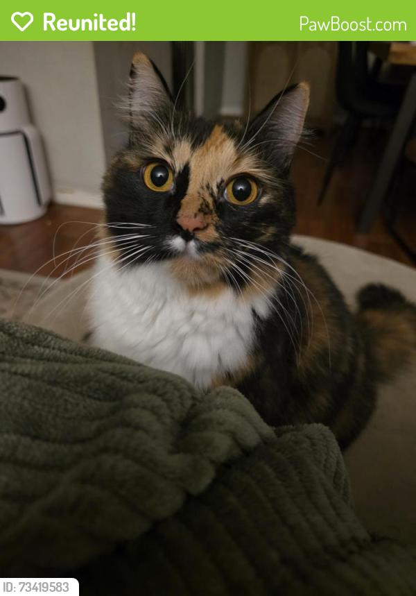 Reunited Female Cat last seen Dartmouth Ave N & 61st St, St. Petersburg, FL 33710