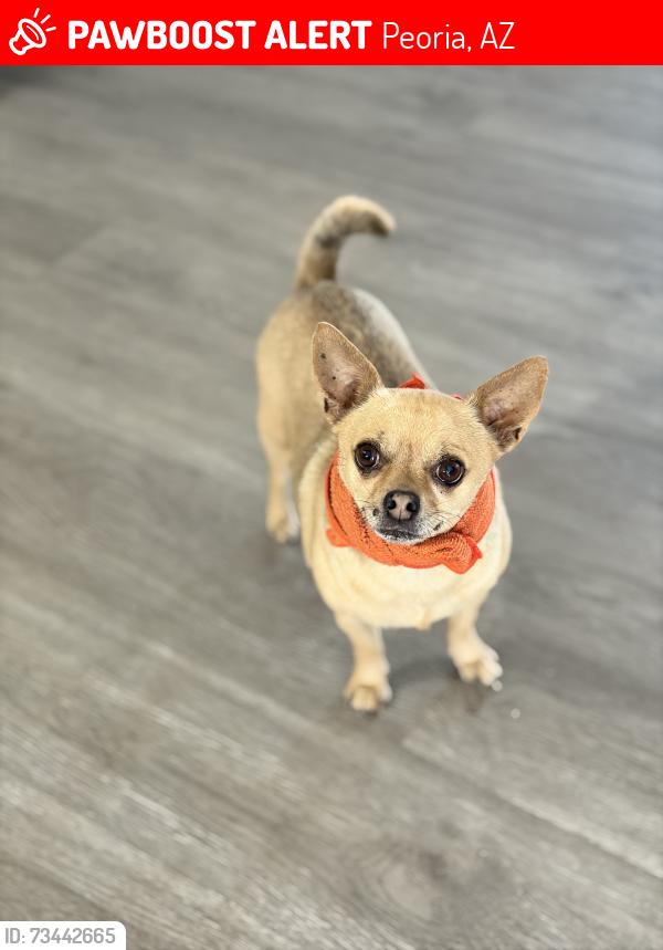 Lost Male Dog last seen Near avenue and Seldon ln, Peoria, AZ 85345