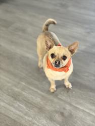 Lost Male Dog last seen Near avenue and Seldon ln, Peoria, AZ 85345