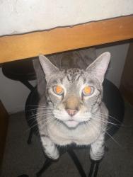 Reunited Male Cat last seen Bay and Dale Mabry, Tampa, FL 33616
