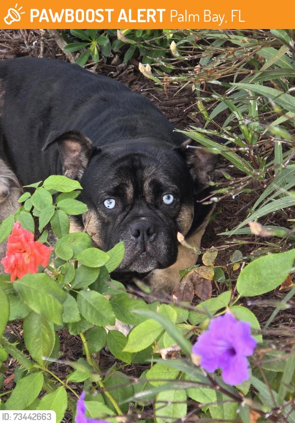 Found/Stray Male Dog last seen Madden and Windy cove st, Palm Bay, FL 32908