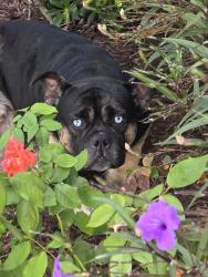 Found/Stray Male Dog last seen Madden and Windy cove st, Palm Bay, FL 32908