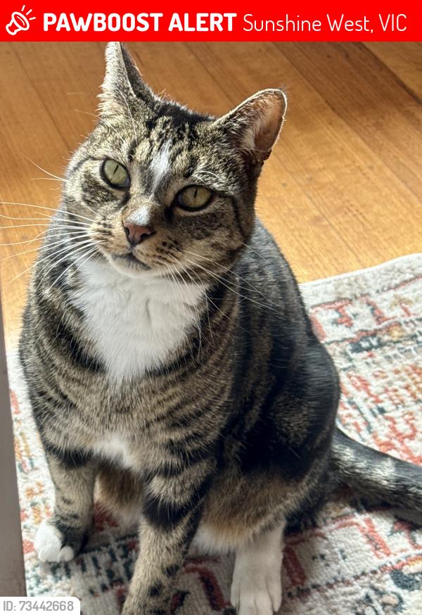 Lost Male Cat last seen Glengala Hotel, Sunshine West, VIC 3020