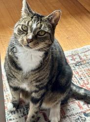 Lost Male Cat last seen Glengala Hotel, Sunshine West, VIC 3020