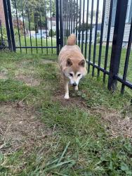 Found/Stray Unknown Dog last seen Cleveland Ave Starbucks, Canton, OH 44709