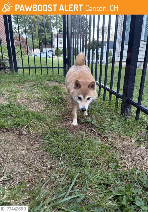 Found/Stray Unknown Dog last seen Cleveland Ave Starbucks, Canton, OH 44709