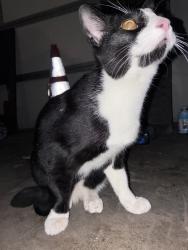 Reunited Unknown Cat last seen Found by Barela ave and Blackley St., Temple City, CA 91780