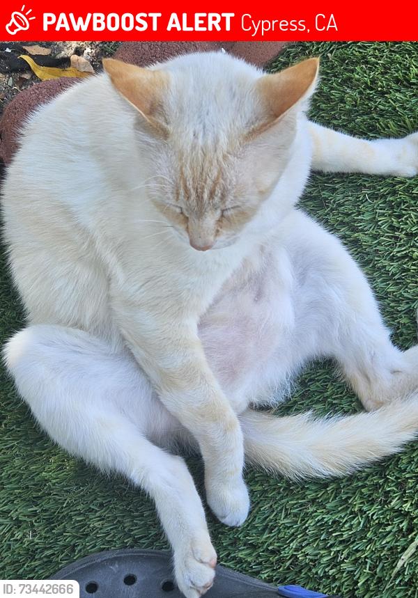Lost Male Cat last seen Camp and walker st, Cypress, CA 90630