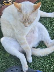 Lost Male Cat last seen Camp and walker st, Cypress, CA 90630