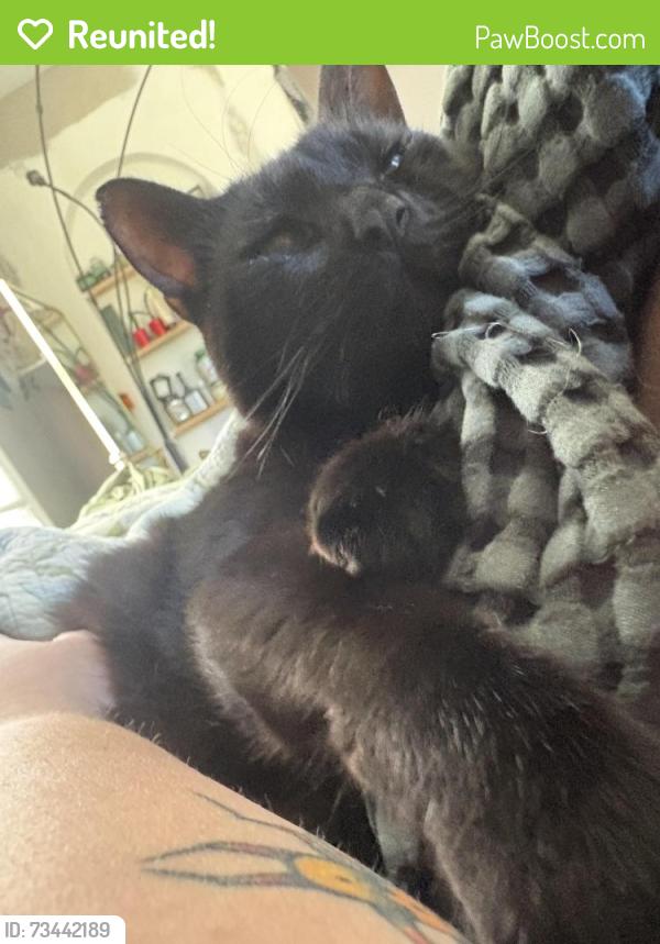 Reunited Male Cat last seen Dandy Road, Signal Mountain TN, Sequatchie County, TN 37377