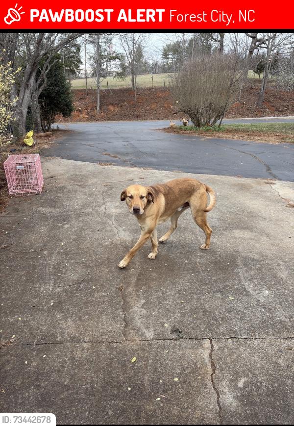 Lost Male Dog last seen Tanners grove Rd and Newtown Rd, Forest City, NC 28043