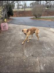 Lost Male Dog last seen Tanners grove Rd and Newtown Rd, Forest City, NC 28043
