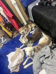 Reunited Male Dog last seen Old halls ferry rd, Florissant, MO 63034