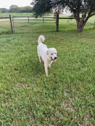 Reunited Male Dog last seen CR 101/ Bailey and Harkey Rd, Pearland, TX 77584