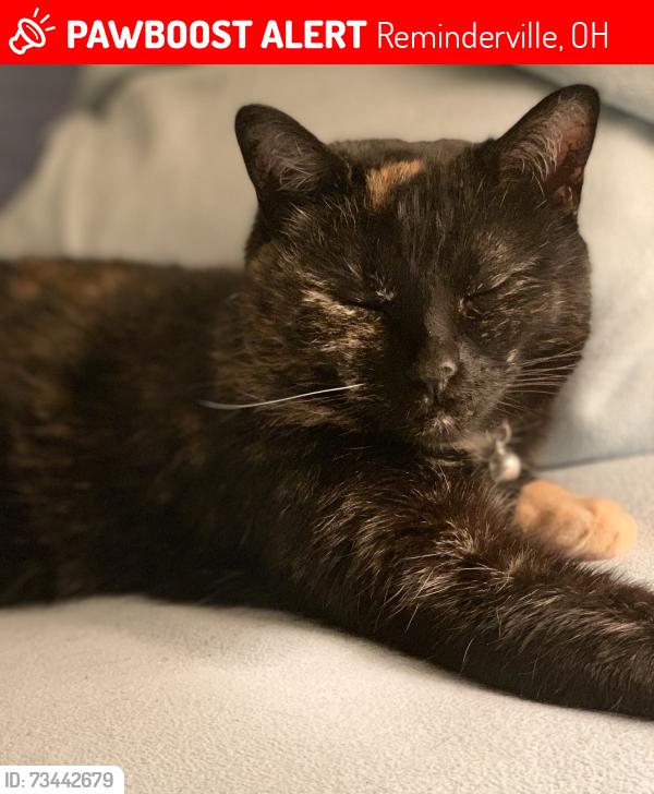 Lost Female Cat last seen Windjammer, Reminderville, OH 44202