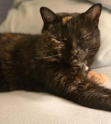 Lost Female Cat last seen Windjammer, Reminderville, OH 44202
