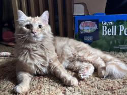 Reunited Male Cat last seen Briarlake rd & Ramble Labe, Decatur, GA 30033